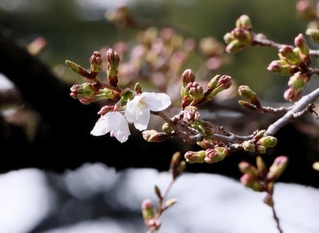 春本番、桜開花ラッシュ 東京や京都など８地点：時事ドットコム