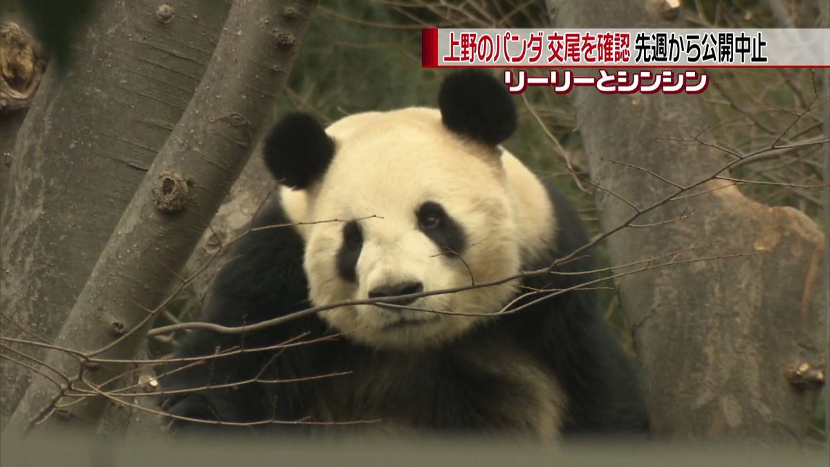 動画】3日間の観覧が始まったよ！ 上野動物園の双子パンダのシャオシャオとレイレイ：東京新聞デジタル