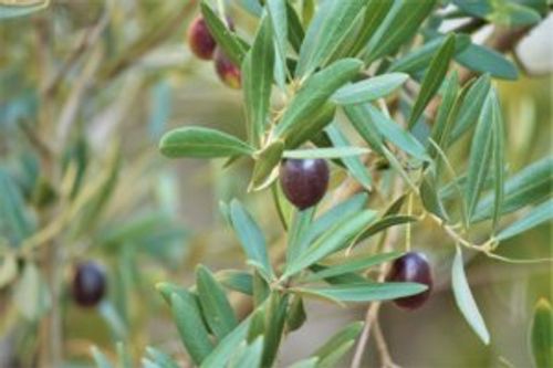 オリーブの栽培条件と管理香川県