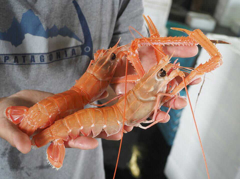 みんなでお得に高級エビ！活茹で北海シマえび大容量パック：北海道産の加工品食べチョク産地直送 産直 お取り寄せ通販 - 農家・漁師から旬の食材を直送