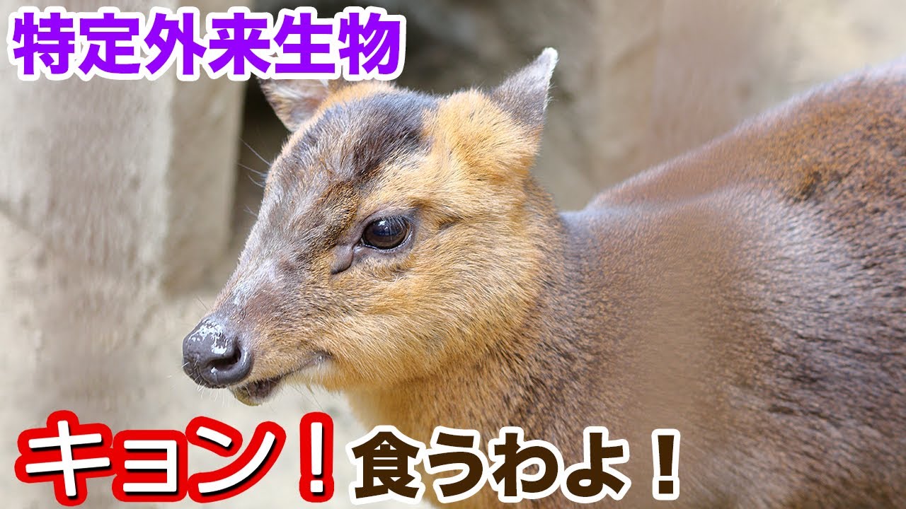 キョンを拾って食べてみた。気になる味は？東京でとって食べる生活