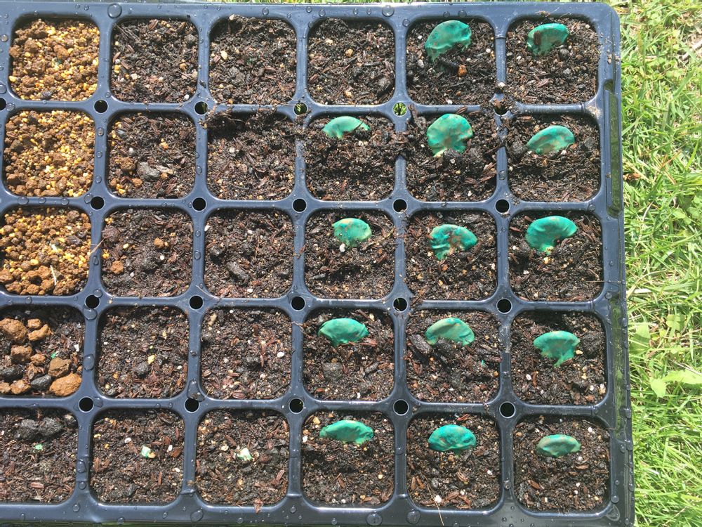 エンドウ野菜のビギナーズマニュアル株式会社トーホク