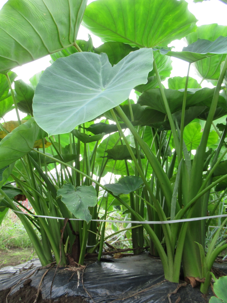 里芋 葉掻き御前崎フルーツファーム