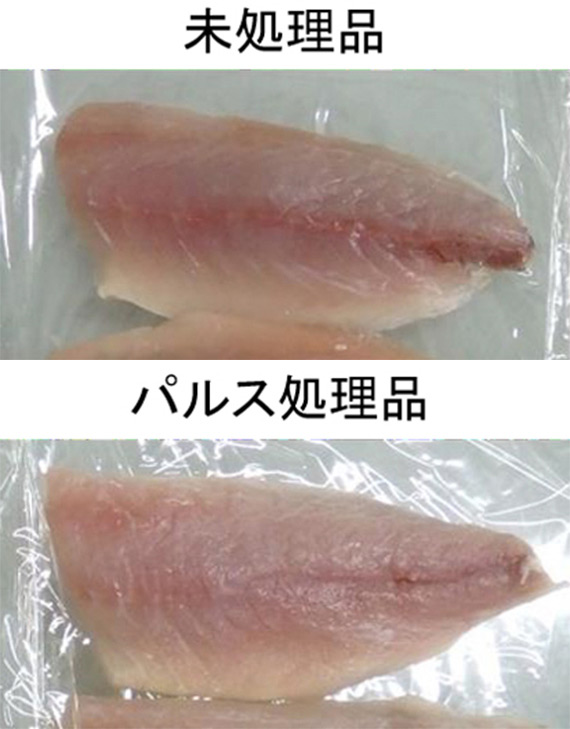 アニサキス食中毒にならないために。釣り人はこの対策法を絶対マスターして