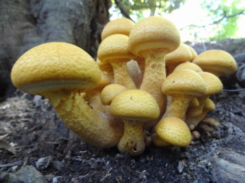 ぱっと見は毒キノコだけど実は美味しいコガネタケ魚ココロあれば水ココロあり