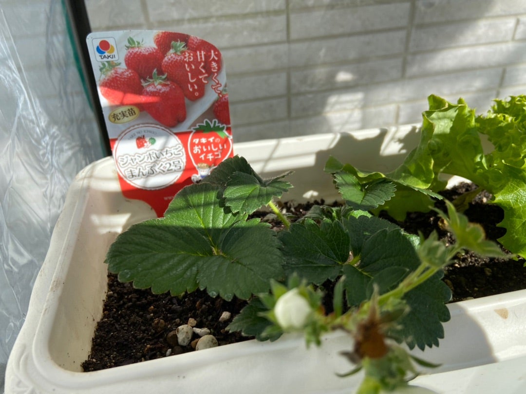 ミニ温室を使った苺の家庭菜園始めました 大実いちご、まんぷく2号、よつぼしおひるね家のローコストで贅沢な暮らし