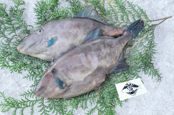 肝激ウマ 海から獲ってほとんど包丁を使わずに煮付けを作る方法！ウマヅラハギというお魚