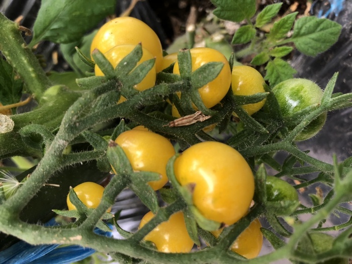 トマト種子 桃太郎ゴールド_1000粒株式会社PsEco ピーエスエコ