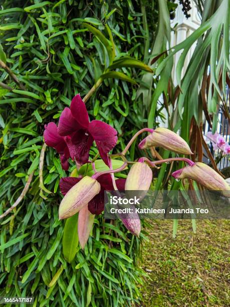 ソーセージの木の新着記事アメーバブログ アメブロ