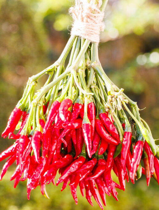 鷹の爪 収穫のタイミング 適期 はいつ？〜青唐辛子、赤唐辛子、それとも乾燥させてから？〜 - アタマの中は花畑