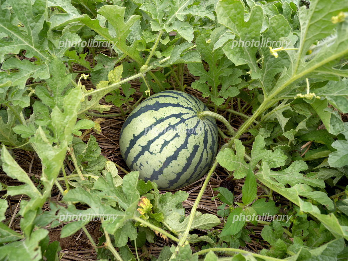 スイカの正しい栽培方法とは？特徴やトラブルと対策法も解説！のうき屋 ONLINE STORE