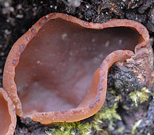 クロチャワンタケ科Sarcosomataceae- Picture Mushroom