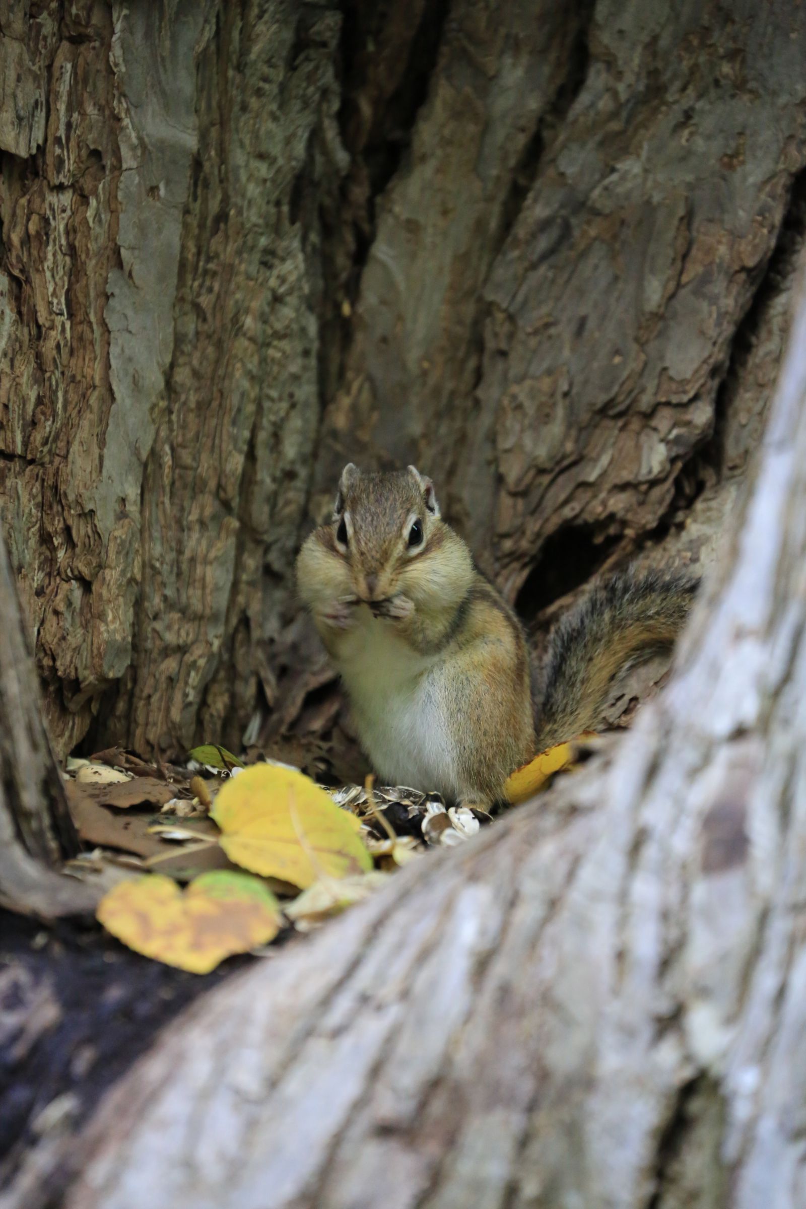 いっぱい食べる女性のフリーイラストフリーイラスト・クラシック フリクラ