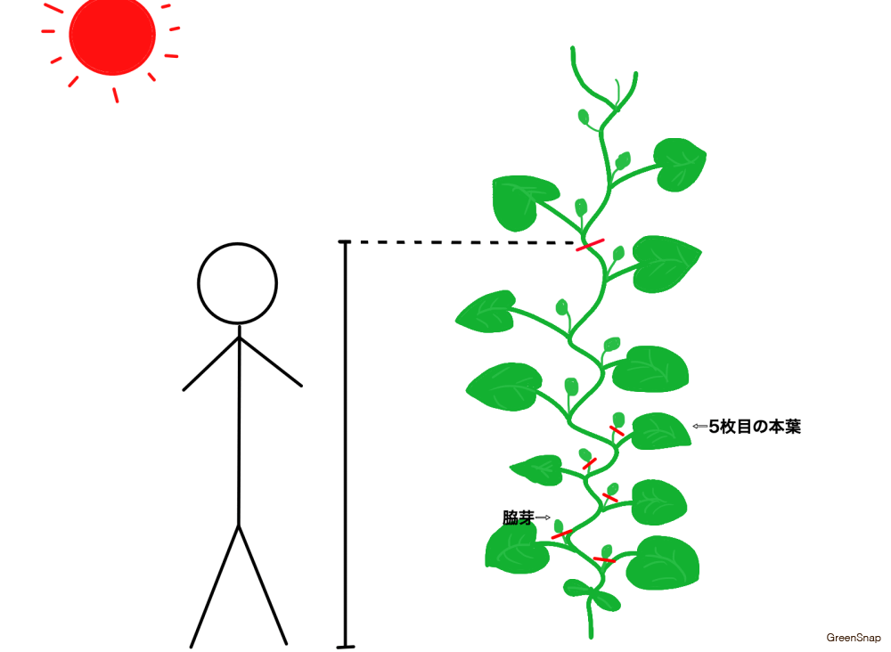 キュウリうま旨野菜苗 タキイの特選野菜苗タキイ種苗株式会社