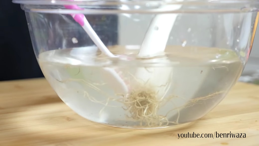 土付きネギの保存から洗い方まで！簡単すぎて子供でもできます！ - YouTube