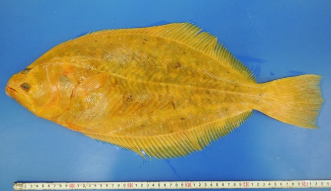 完全解説 ヒラメとカレイの違いとは？見分け方・釣り方・味の差まで徹底比較釣り人＆海鮮ファン向け