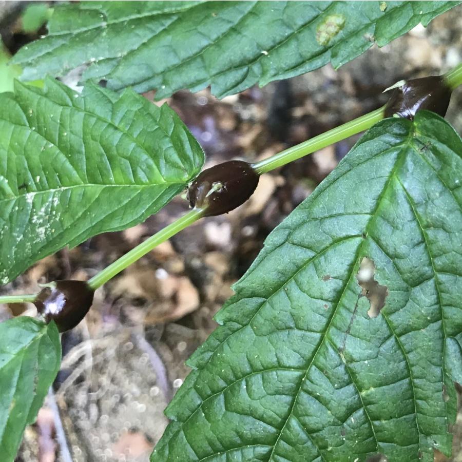 ウワバミソウの実 ミズの実 の味噌漬け - つくる楽しみ