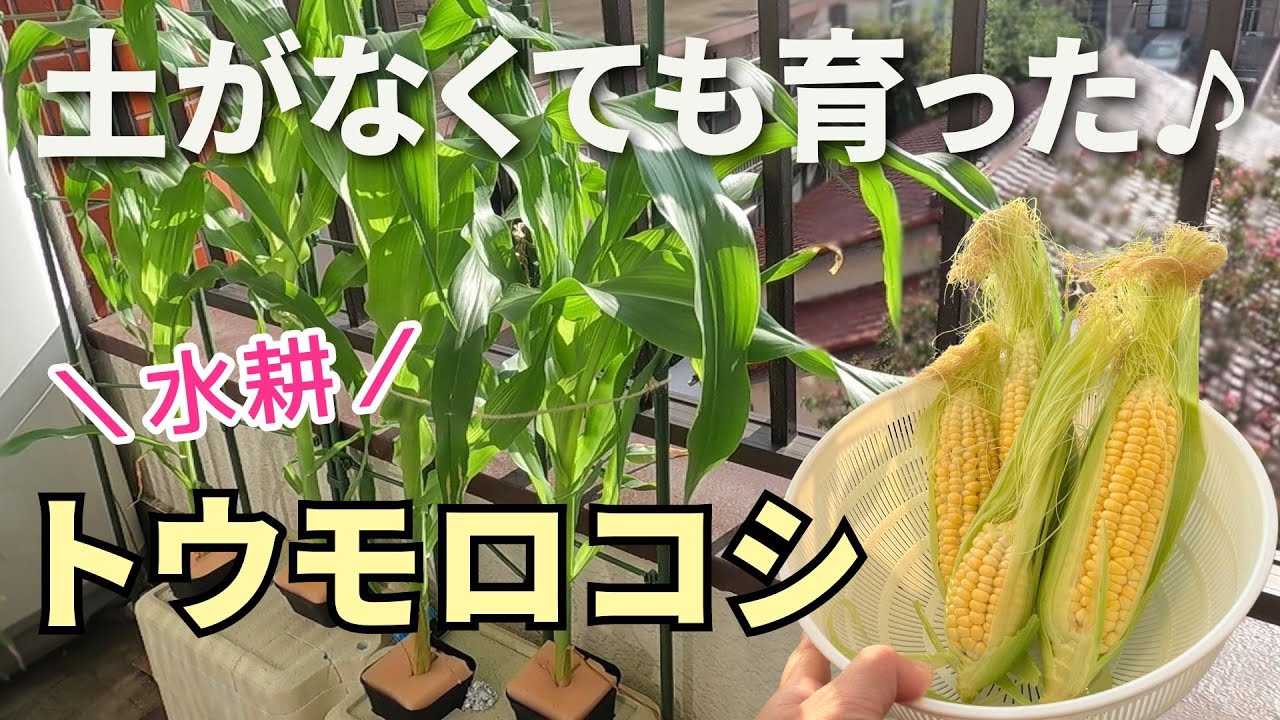 トウモロコシの種まき～植え付け - マミーの野菜ダイアリ
