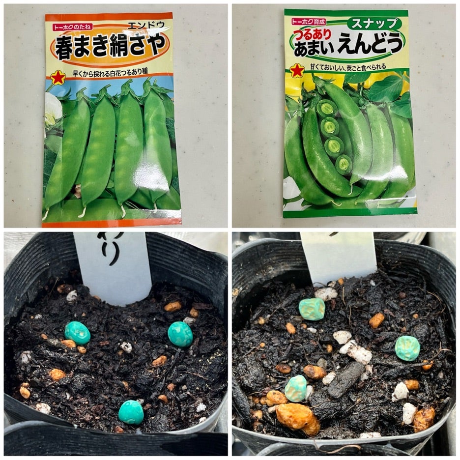 サヤエンドウ スナップエンドウ種・苗 野菜の育て方野菜・花の育て方アースガーデン ～園芸用品～アース製薬株式会社
