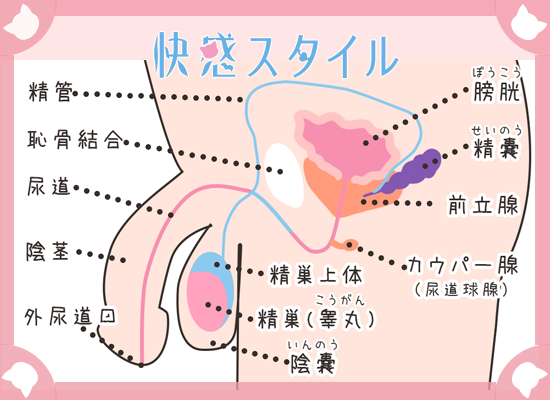 ドライオーガズムって何？誰でもできる前立腺マッサージのやり方 - ももジョブブログ