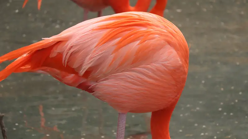 チリーフラミンゴ宮崎市フェニックス自然動物園サイト