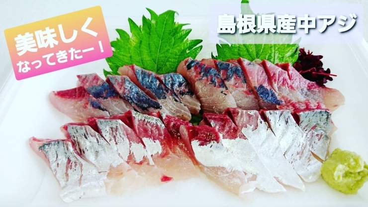 アカカマスの刺身: 喰っちゃあいかんのか