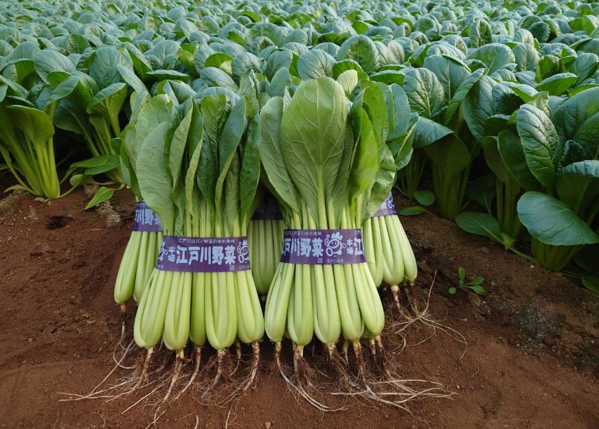 小松菜は栄養豊富な野菜！ほうれん草との違いやおすすめの調理法を紹介 - E・レシピ 1 1ページ