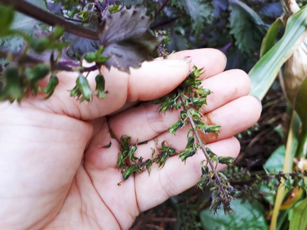 紫蘇の実の小枝、30本 赤紫蘇と青紫蘇の実の小枝、合わせて30本 ※８cmほどの短い小枝☆赤紫蘇の実は生薬で「蘇子」と言われます☆🏣ゆうパック