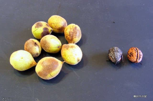 クルミいろいろ