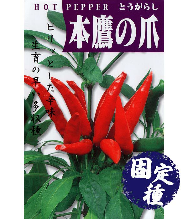 鷹の爪を発芽させて栽培してみる 種から育てる 唐辛子の栽培記録トドログ