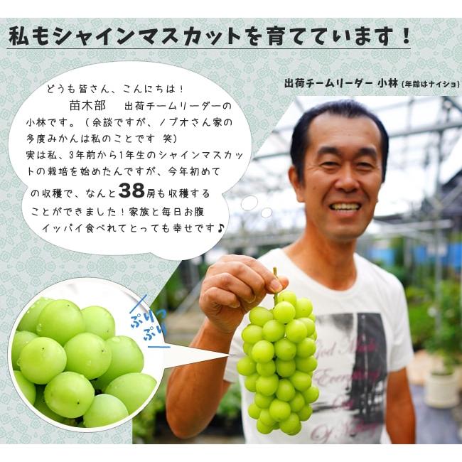 シャインマスカット ぶどう 3年生挿木1.5m長尺大苗 登録品種・品種登録 大型宅配便 大梱包 : 苗木部 花ひろばオンライン - 通販 -Yahoo!ショッピング