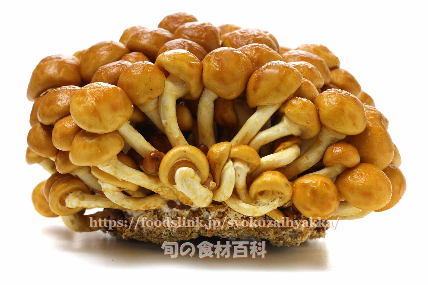 なめこは生食NGって知ってる？正しい下処理の仕方は？食べ方・レシピのおすすめも紹介！ ちそう