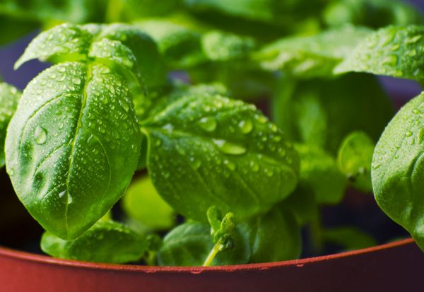 バジル挿し木：簡単ステップでフレッシュバジルを増やそう