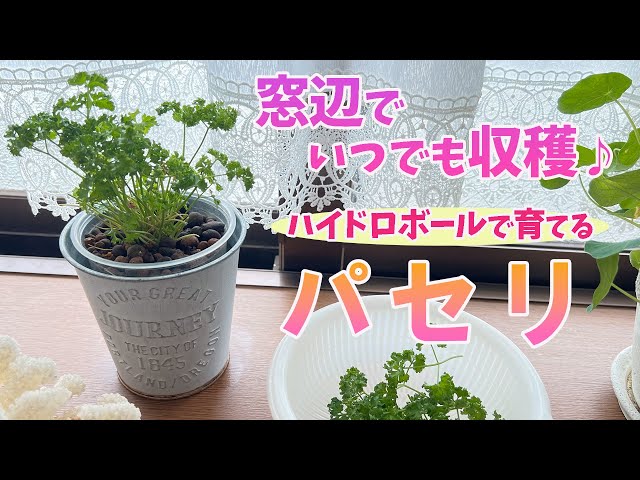 パセリの上手な育て方