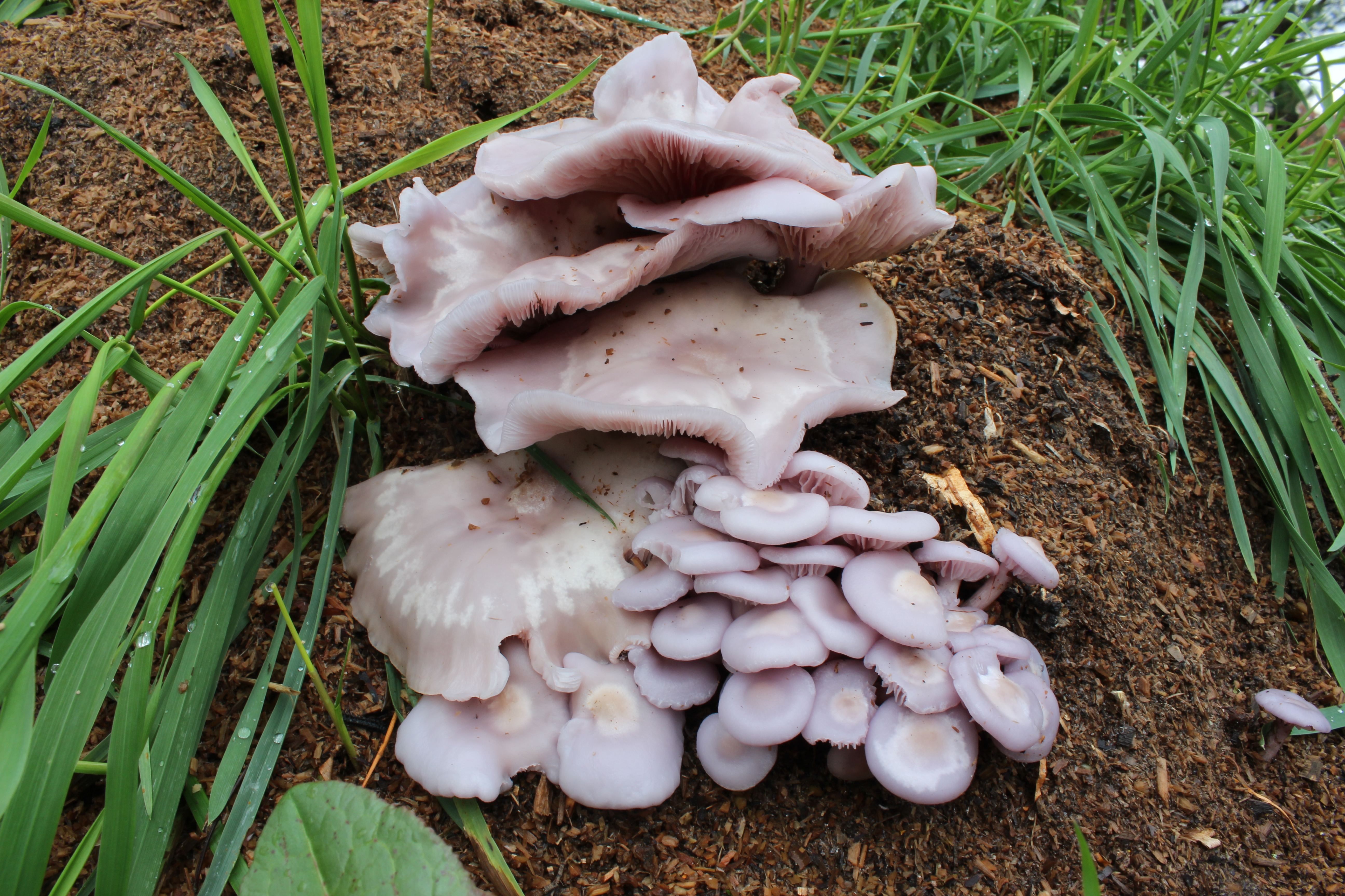 ムラサキシメジきのこ図鑑