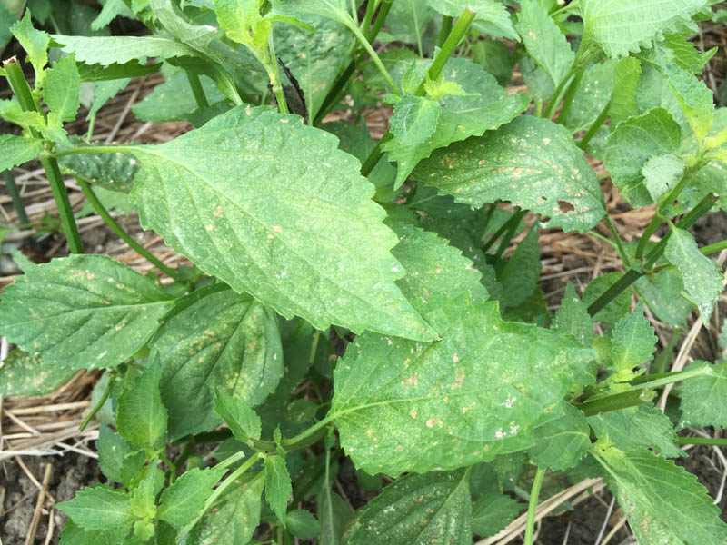 しそが枯れる理由は？葉の周りが茶色くなった時の正しい対処法 - 農業屋