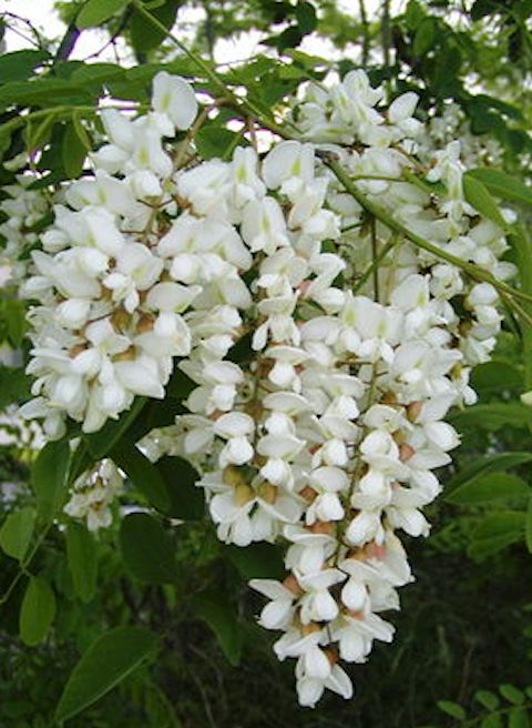 花まつり 「いただき」 4 8はお釈迦さまのお誕生日 花まつりの日だけ作ります 蓮の花の花びらになぞられた菓子ですいただき餅花まつりお釈迦様のお誕生日浅草雷門和菓子栗むし羊かんjapaneseconfectionelyおやつお土産お茶会龍昇亭西むら龍昇