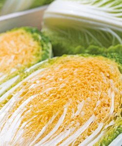 白菜がの葉が黄化！玉ねぎの葉も黄色い！ このままではマズい この時期お野菜の状況を見て追肥が必要です 玉ねぎ白菜ニンニク