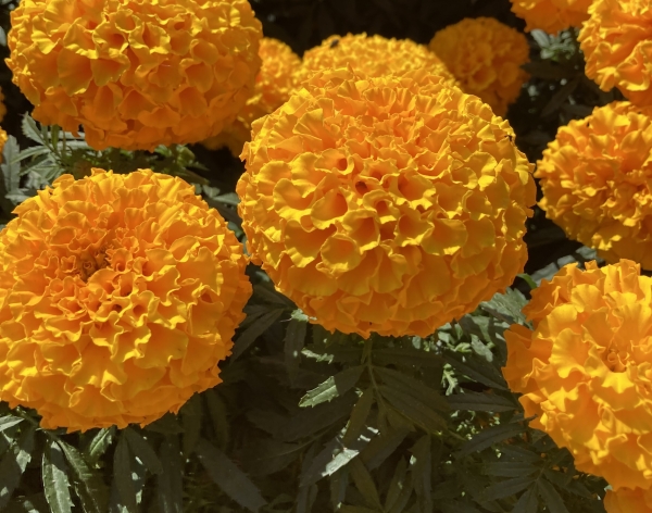 マリーゴールド花の育て方野菜・花の育て方アースガーデン ～園芸用品～アース製薬株式会社