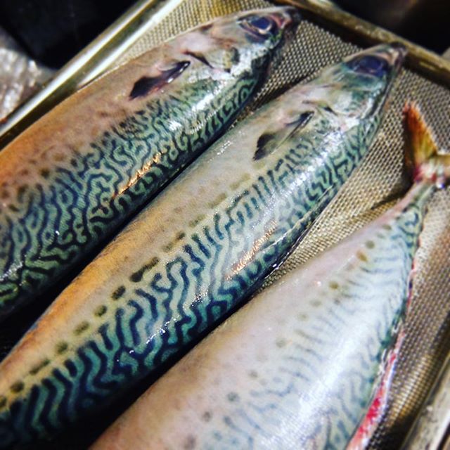 5,400点を超える鯖のイラスト素材、ロイヤリティフリーのベクター素材グラフィックスとクリップアート - iStockサバ, 青魚, 魚