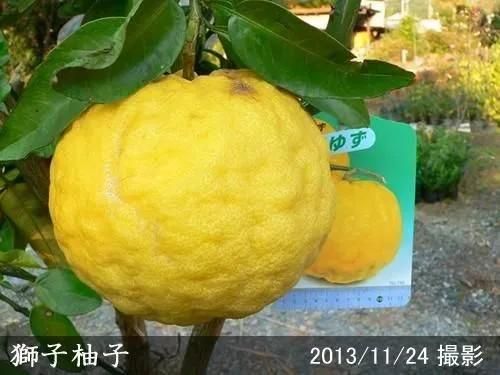 獅子柚子 シシユズ または鬼柚子 オニユズ ：旬の果物百科