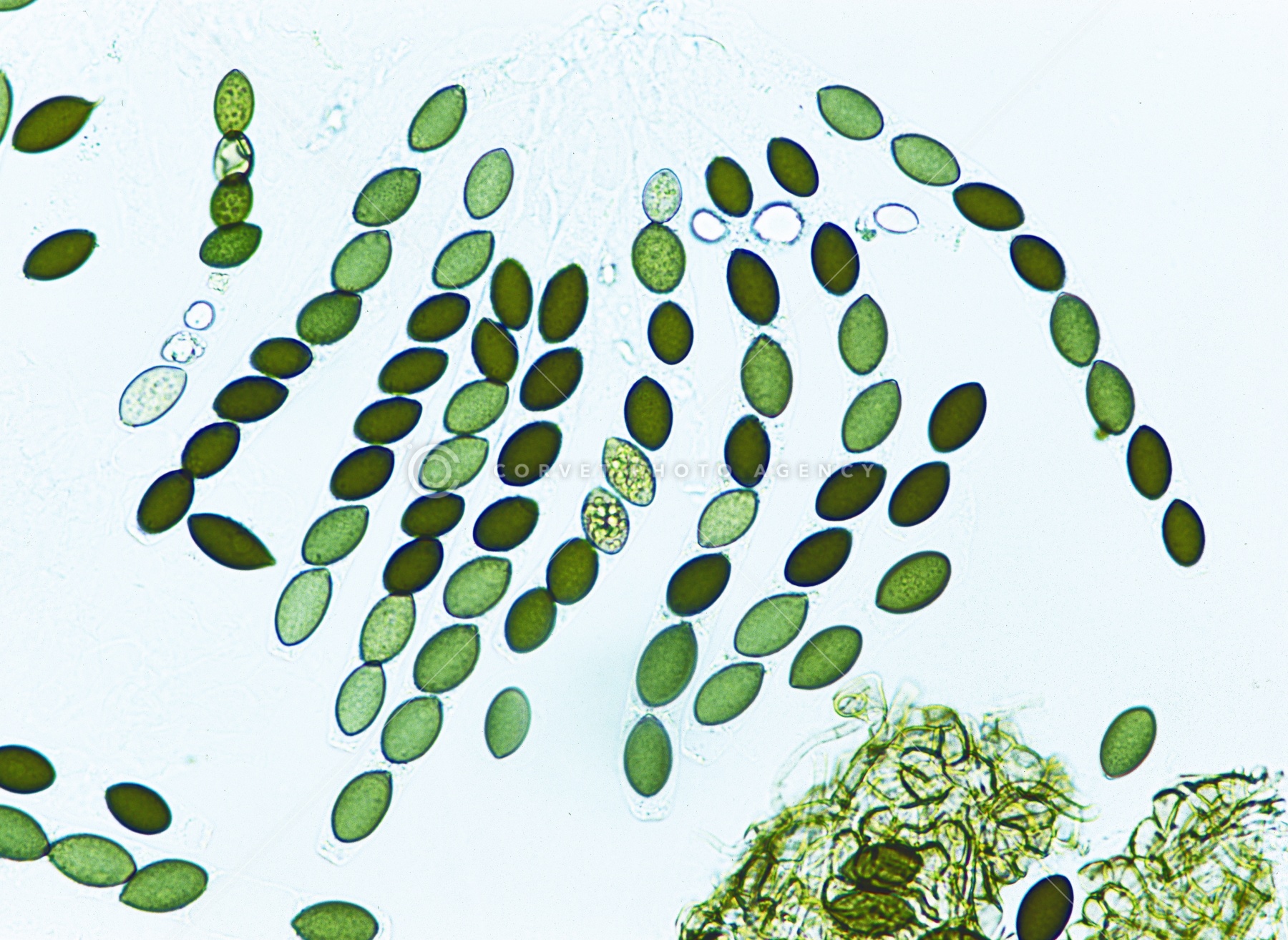 ヤマザキパンは本当にカビないのか？調べてみた 臭素酸カリウム