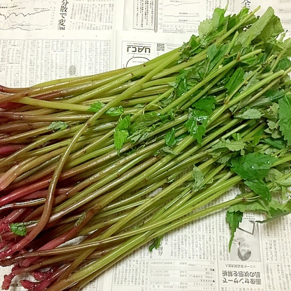 上手な保存で水菜は日持ちする冷蔵＆冷凍保存の使い分け、保存のコツを大公開！HugKum はぐくむ