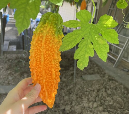 2ページ目完熟 ゴーヤの写真素材写真素材なら「写真AC」無料 フリー ダウンロードOK