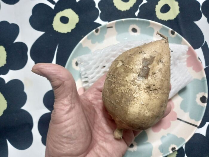 のん葛粉を取り、芽と花を食べ、繊維を取る。美味しい厄介者「クズ」を楽しむWILD MIND GO! GO