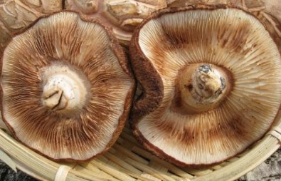 しいたけが黒い・白い・酸っぱいと腐っている？腐るとどうなる、どの状態なら食べれる食生活研究所 -食☆ラボ