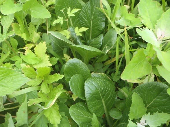 葉野菜・青菜類一覧旬の食材百科