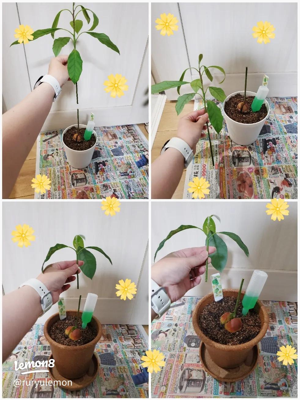 アボカド栽培 春からその後CAINZ DIY Square