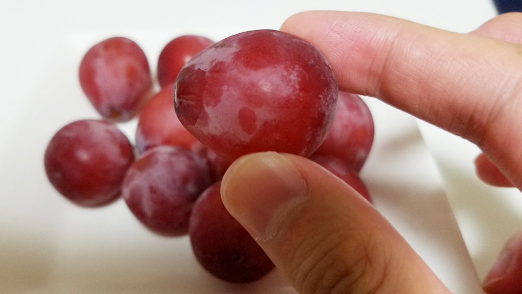 ゴルビー ブドウ 苗 入手 - シロクマのガーデニング