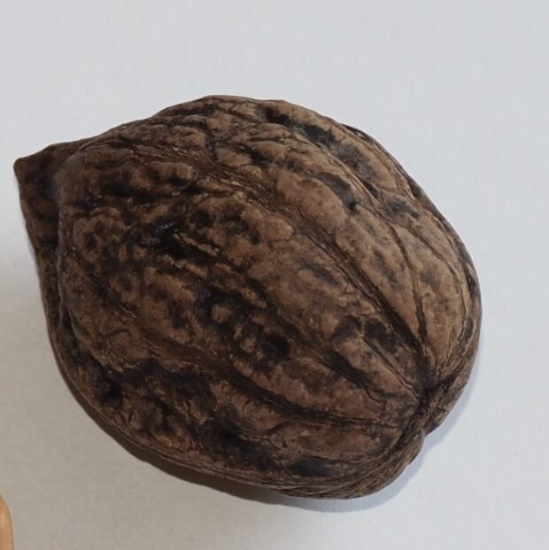 オニグルミとカシグルミ四季の森ニュース八ヶ岳・原村の別荘地探し、土地・別荘地・仲介物件情報